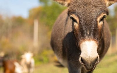 Red River Gorge Farm Stay: Experience Nature and Farm Life at Hooting Owl Homestead