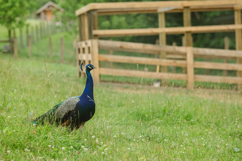 Morel Glamping Cabin with Wifi - Image 9